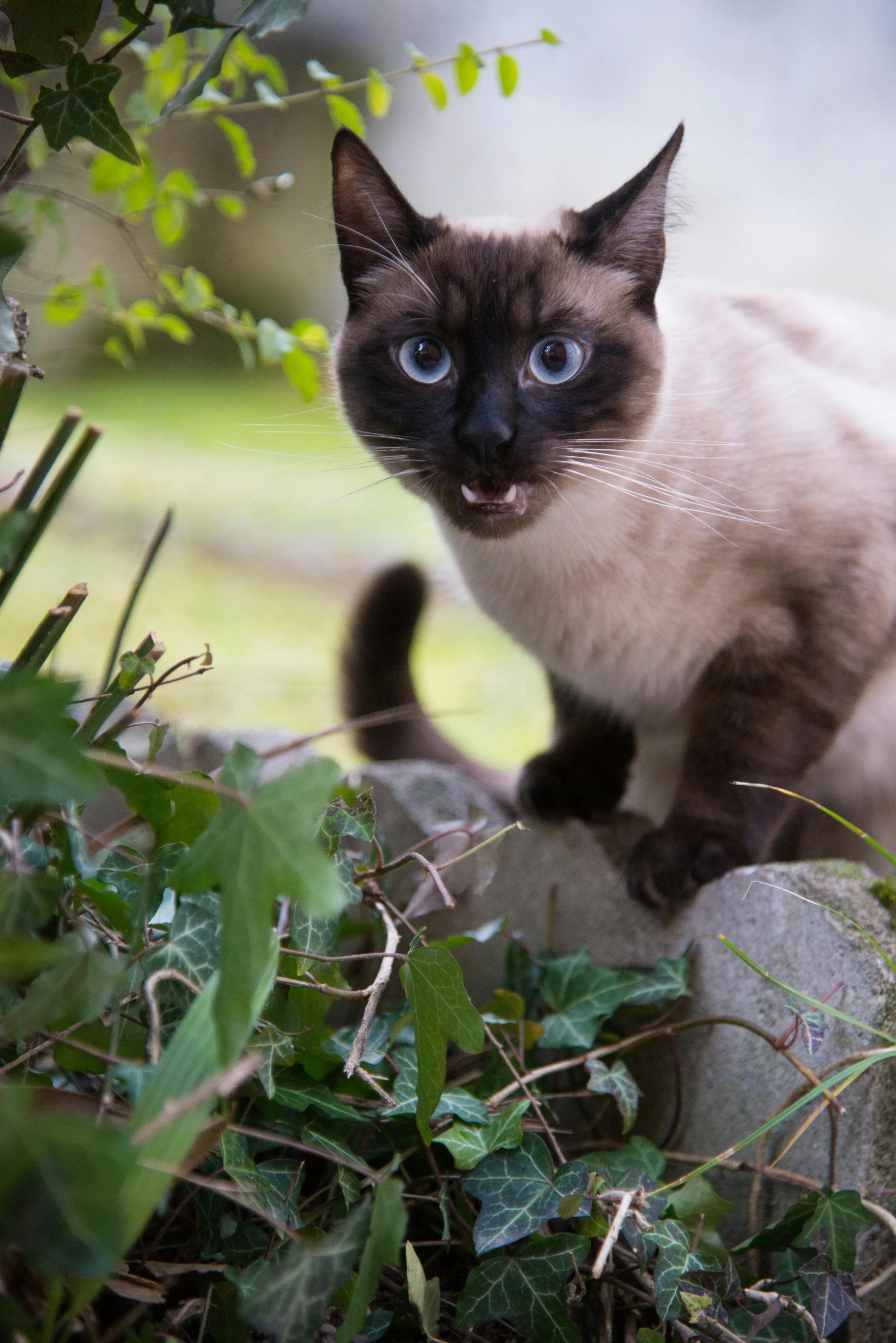 a siamese cat sitting on top of a rock, flickr, happening, amongst foliage, attacking, close - up photograph