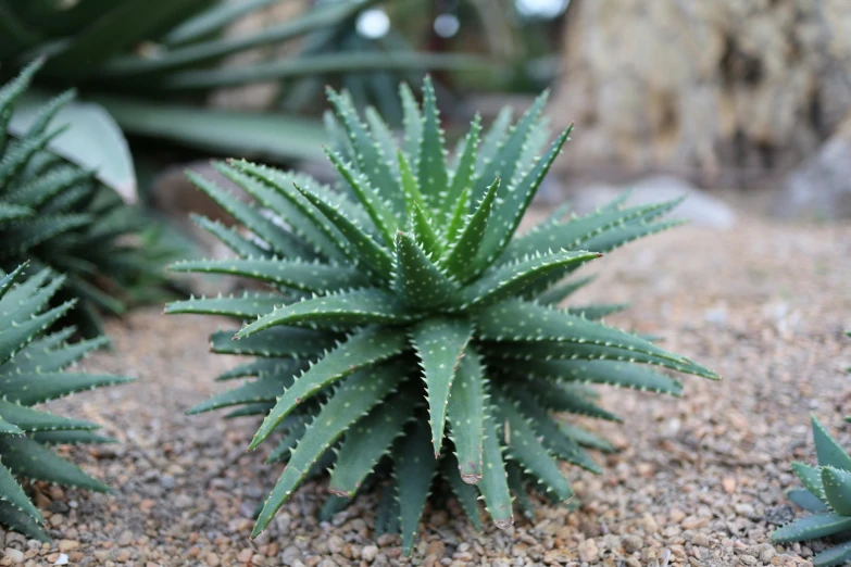 a couple of green plants sitting on top of a sandy ground, huge spikey teeth, highly polished, silver, with slight stubble