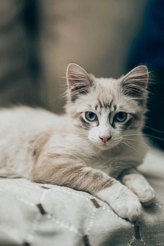 a close up of a cat laying on a bed, trending on reddit, pale bluish skin, sitting on a couch, shot with sony alpha, serious focussed look