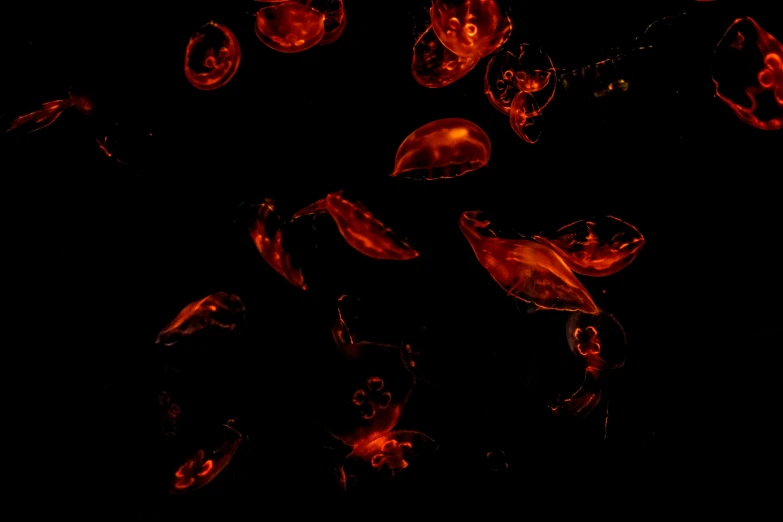 a bunch of jellyfish floating in the dark, a microscopic photo, by Adam Marczyński, pexels, dark orange black white red, fishes floating in bedroom, microscopic tardigrade, glossy surface