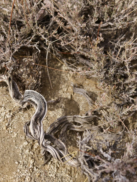 a snake that is laying down in the dirt, a macro photograph, by Gwen Barnard, land art, in the style bev dolittle, dead plants, grey, ignant