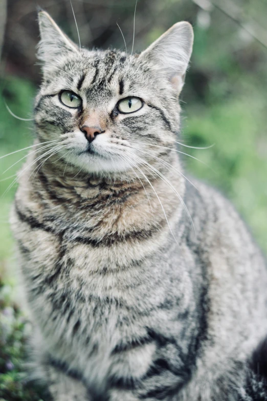 a cat sitting on top of a lush green field, posing for the camera