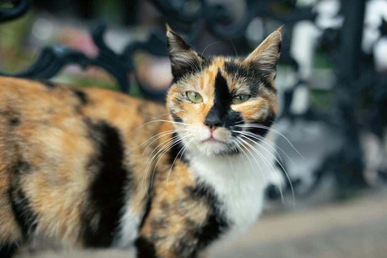 a close up of a cat on a bench, multicoloured, markings on her face, with pointy ears, album