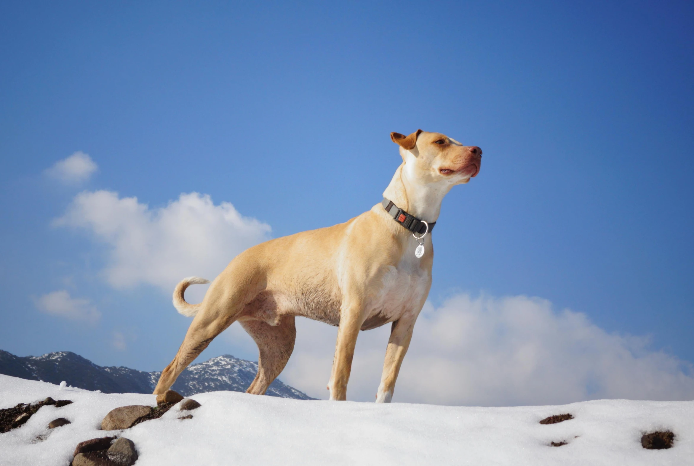 a dog standing on top of a snow covered hill, an album cover, inspired by Elke Vogelsang, unsplash, clear blue skies, spiked collars, advanced technology, albino