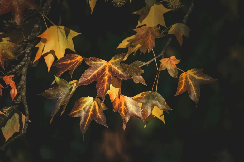 a bunch of leaves hanging from a tree, a picture, trending on pexels, brown and gold, autumn night, paul barson, various posed