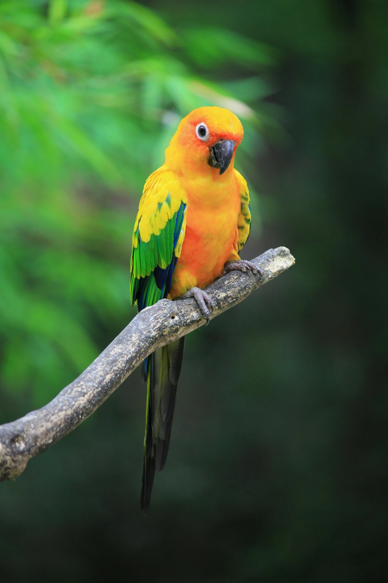 a yellow and green bird perched on a branch, vibrant orange, zoo, emerald, golden