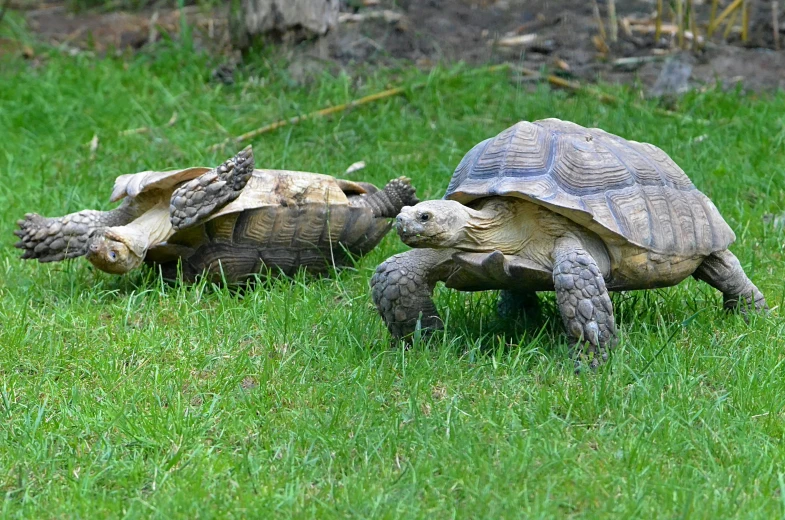 a couple of turtles standing on top of a lush green field, a photo, pixabay, hurufiyya, close-up fight, an oldman, 🦩🪐🐞👩🏻🦳, taken in zoo