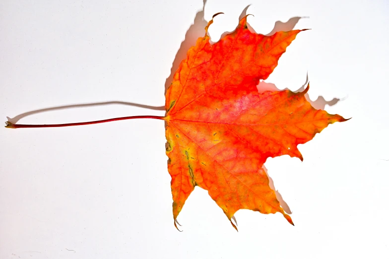 a close up of a leaf on a white surface, pexels, hurufiyya, red and orange colored, 15081959 21121991 01012000 4k, various posed, autumn color