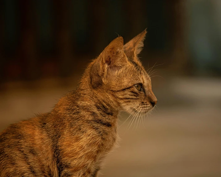 a close up of a cat sitting on the ground