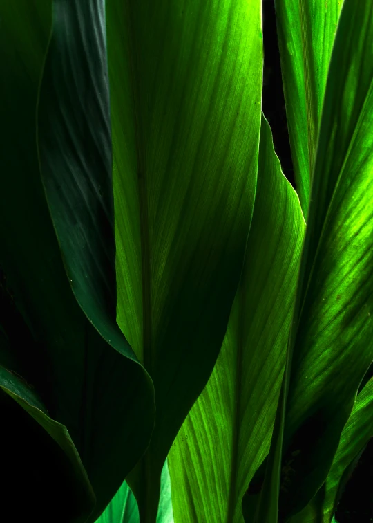 a close up of a plant with green leaves, glowing iris, quixel megascans, magnolia big leaves and stems, detailed product image