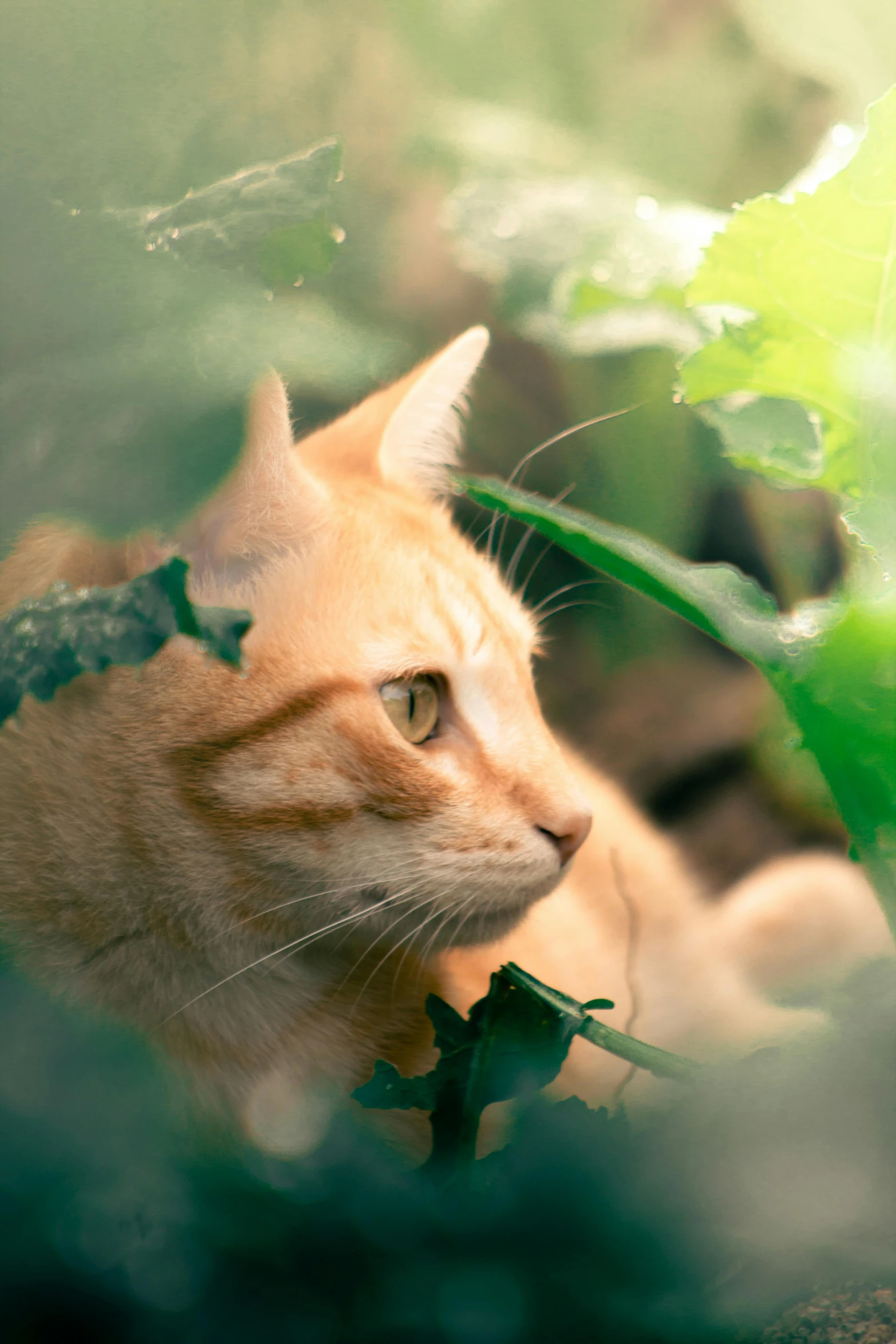 a cat that is laying down in the grass, unsplash, on a planet of lush foliage, orange cat, spying, a blond