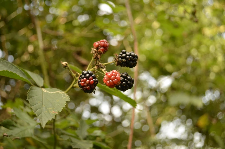 a group of berries on a tree nch