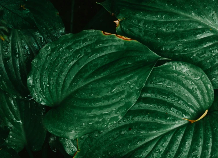 a close up of a bunch of green leaves, an album cover, by Carey Morris, trending on pexels, hurufiyya, after the rain, dark green water, crisp contour - lines, lily petals