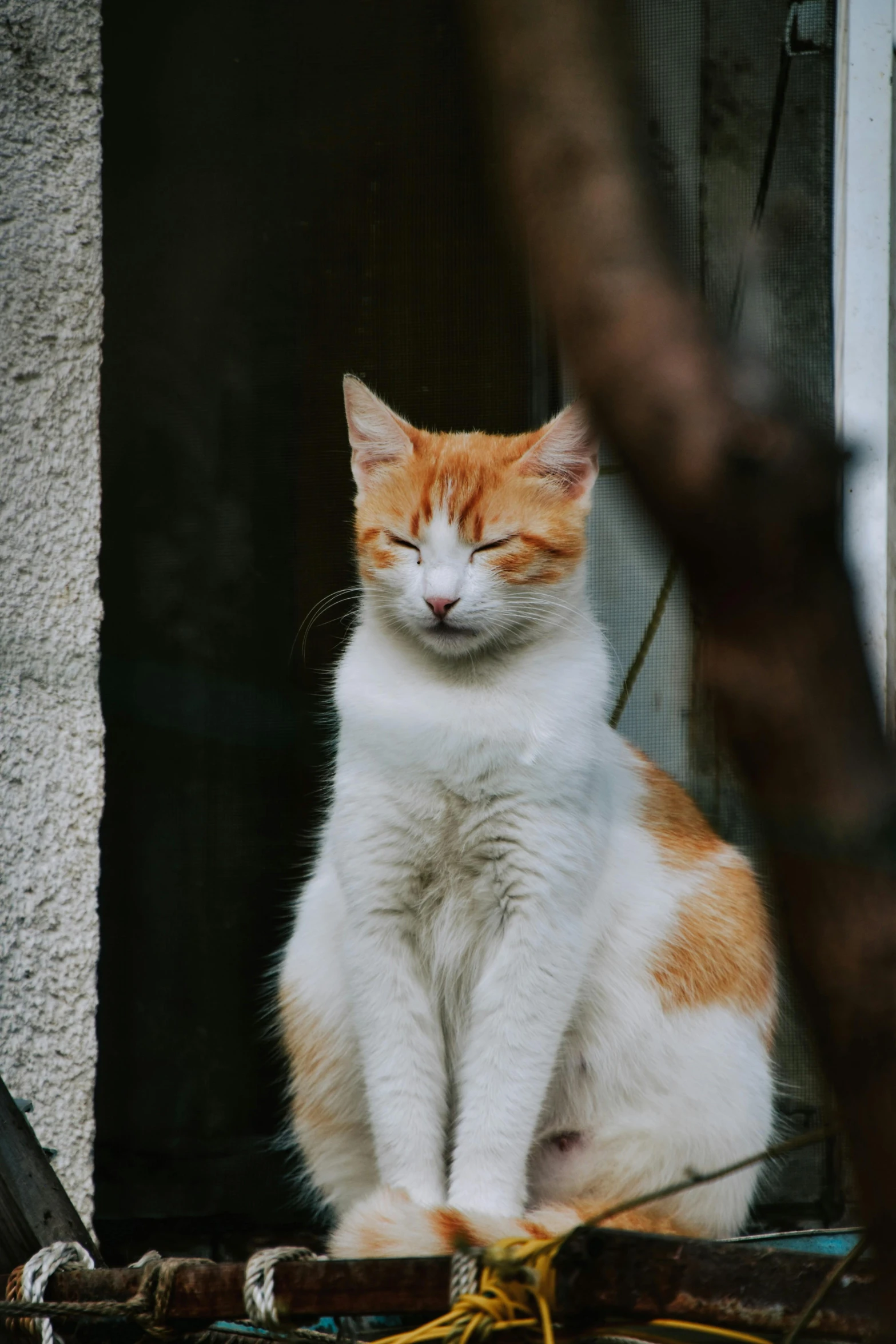 an orange and white cat sitting on a window sill, a picture, pexels contest winner, sitting on a tree, winking at the camera, gif, low iso