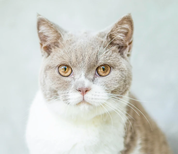 a gray and white cat sitting on top of a table