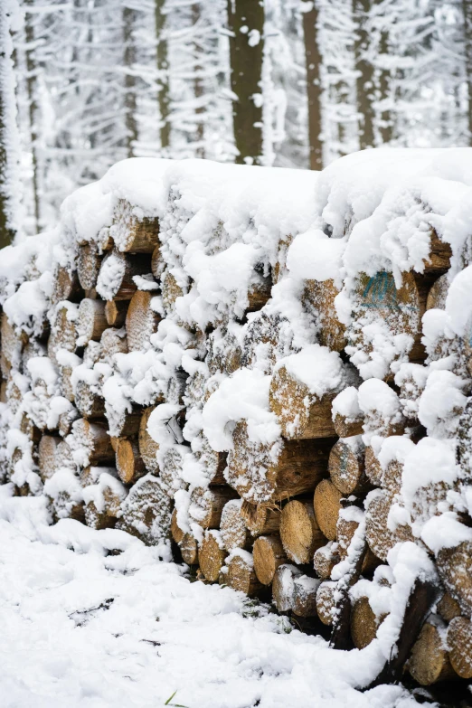 a pile of logs covered in snow in the woods, by Karl Pümpin, paul barson, background image, trending photo