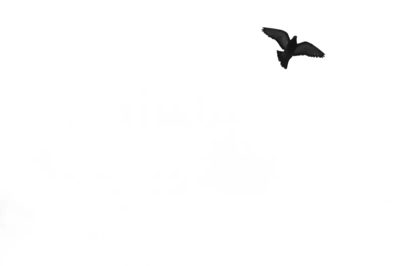 a black and white photo of a bird flying in the sky, an album cover, by Jan Rustem, minimalism, isolated white background, thoughts, black silhouette, a spotted dove flying