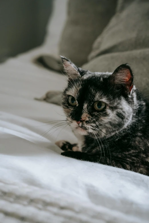 a black and white cat laying on a bed, unsplash, renaissance, gray mottled skin, an elderly, premium, gif