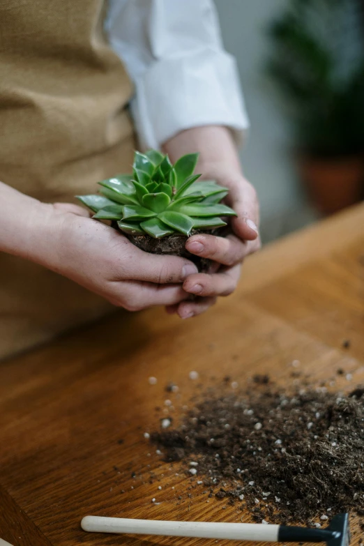 a close up of a person holding a plant, in a workshop, digging, entertaining, petite