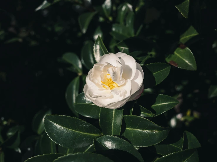 a white flower sitting on top of green leaves, inspired by Elsa Bleda, trending on unsplash, vsco film grain, manuka, 2000s photo, shot on sony a 7