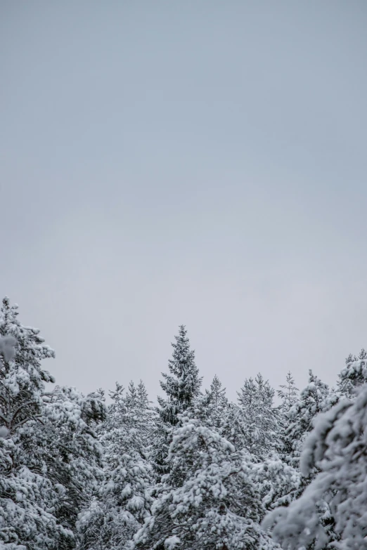 a snow covered forest with no leaves