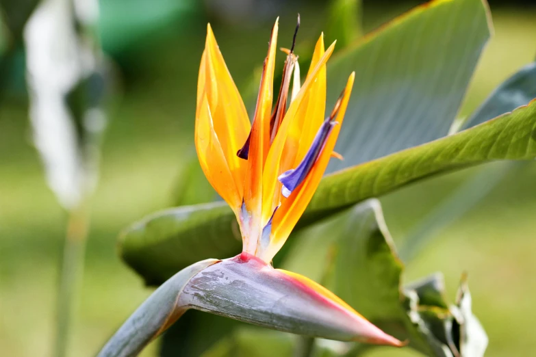 a close up of a bird of paradise flower, trending on pexels, lush surroundings, “ golden chalice, sprawling, where a large