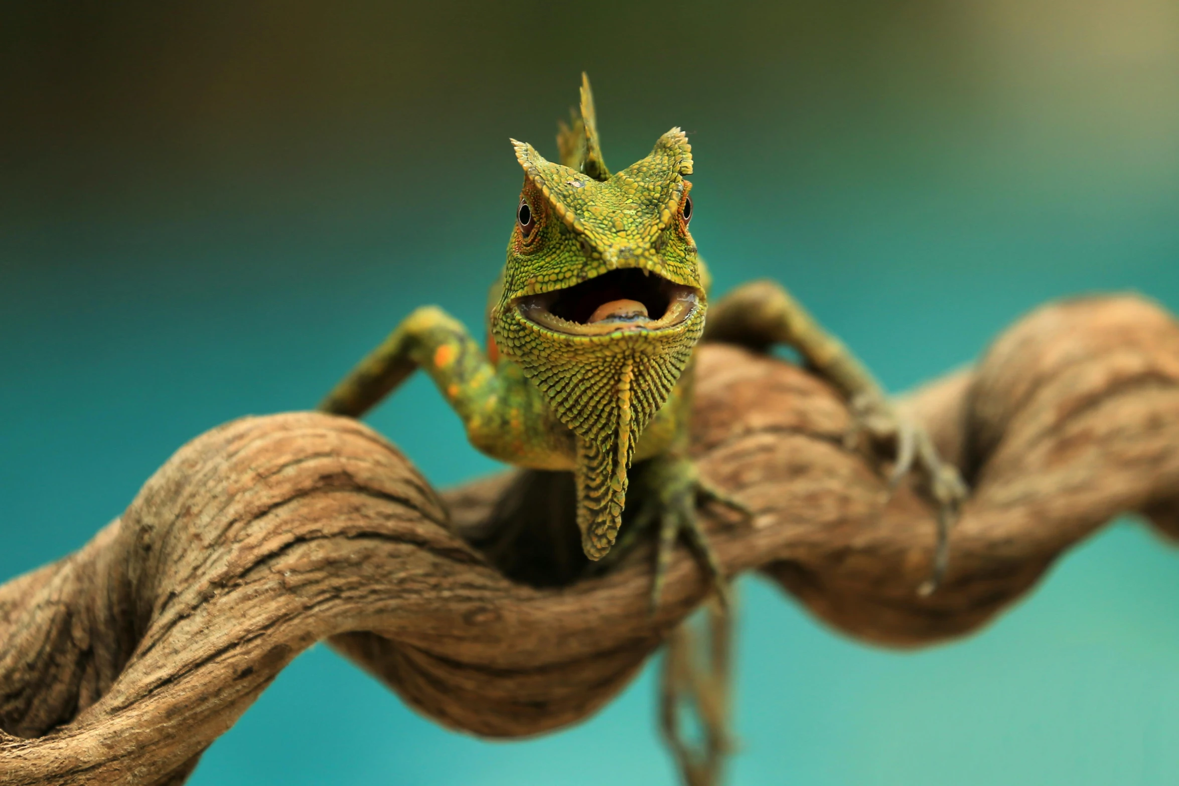 a lizard sitting on top of a tree branch, a macro photograph, by Adam Marczyński, trending on pexels, photorealism, doing a sassy pose, chameleon, photographed for reuters, a wooden