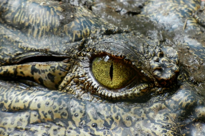 a close up of an alligator's eye, by Matija Jama, pexels contest winner, sumatraism, illustration », 🦩🪐🐞👩🏻🦳, close up shot a rugged, video