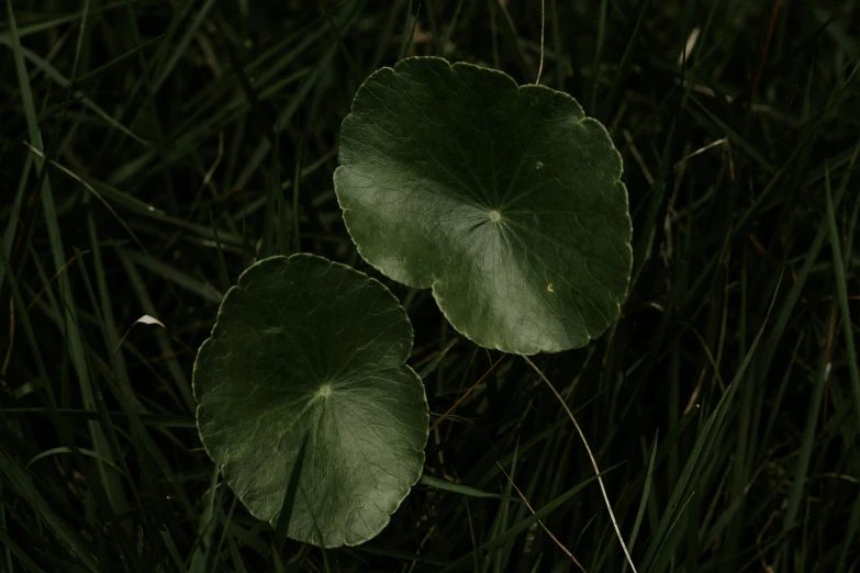 a couple of green leaves sitting on top of a lush green field, by Elsa Bleda, hurufiyya, lily pad, outdoor photo