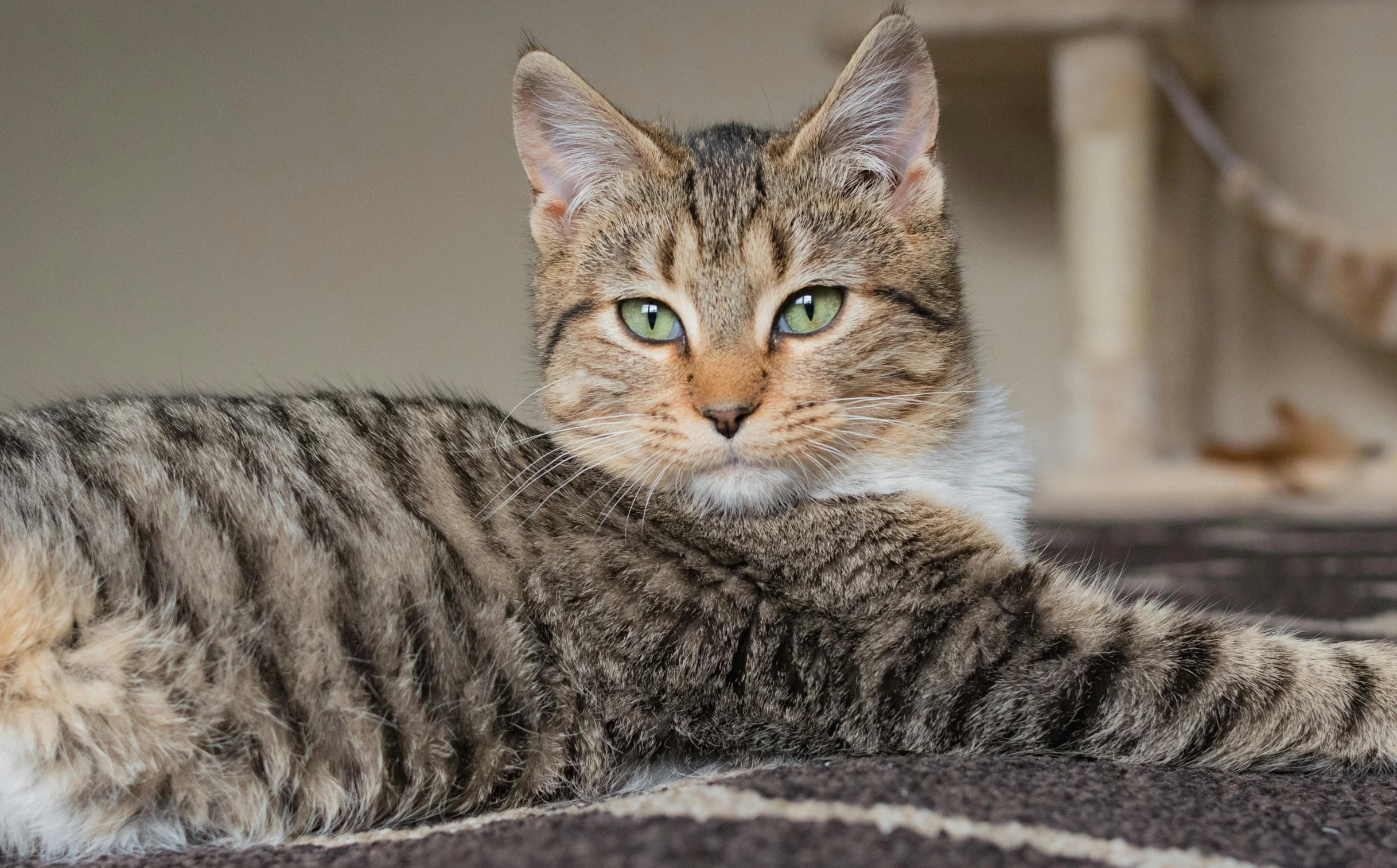 a close up of a cat laying on a rug, looking towards camera, multicoloured, indoor picture