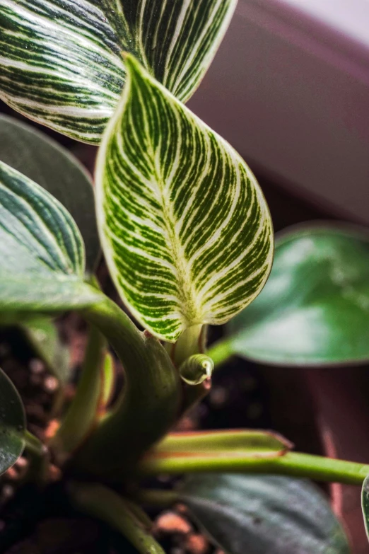 a close up of a plant with green leaves, striped, mother of pearl iridescent, clear curvy details, vanilla