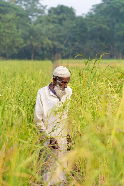 a man standing in a field of tall grass, by Rajesh Soni, single bangla farmer fighting, 2 5 6 x 2 5 6 pixels, long white beard, rice