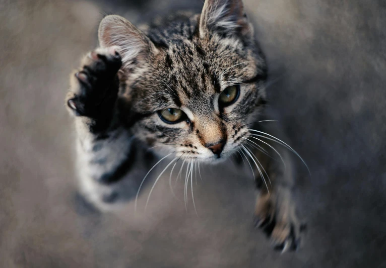 a cat that is looking up at the camera, by Matija Jama, pexels contest winner, heroic action pose, waving, scratchy, instagram photo