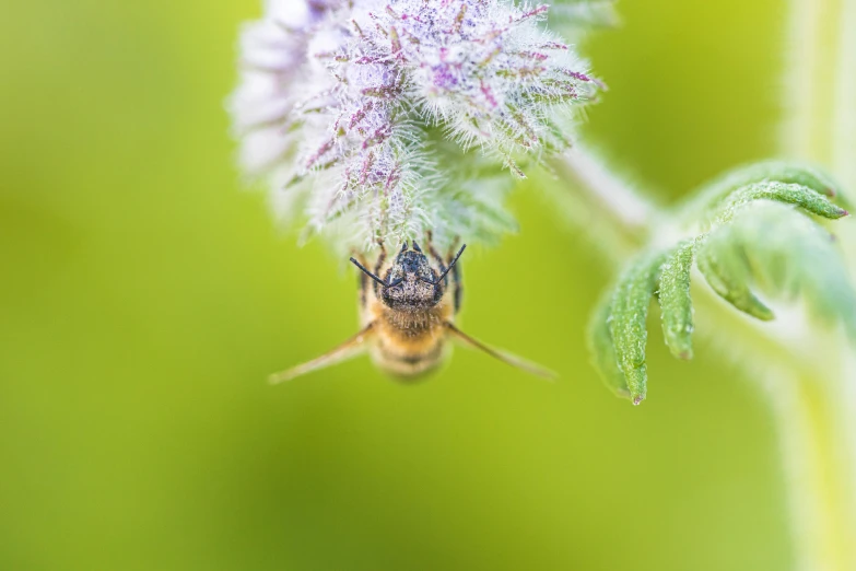 a close up of a bee on a flower, unsplash, hurufiyya, mint, pov photo, high - resolution, shot on sony a 7