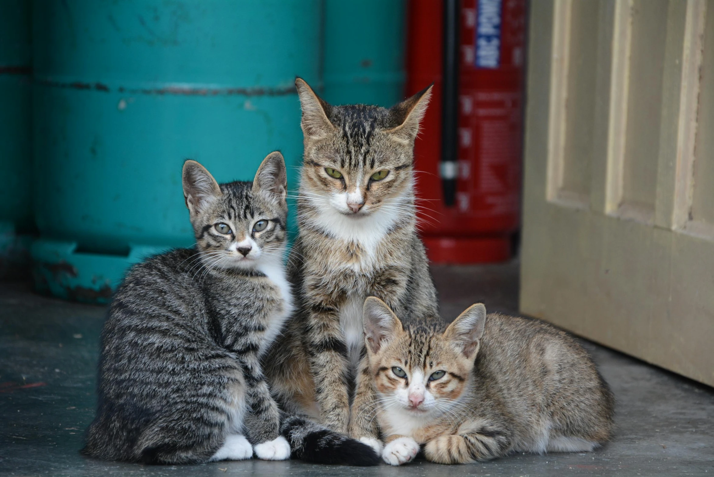 a group of kittens sitting next to each other, by Julia Pishtar, animals in the streets, avatar image, three animals, multicoloured