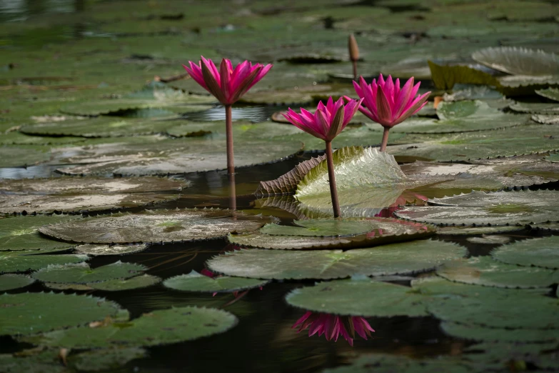 a group of water lillies floating on top of a body of water, pexels contest winner, hurufiyya, tropic plants and flowers, scarlet emerald, paul barson, pink