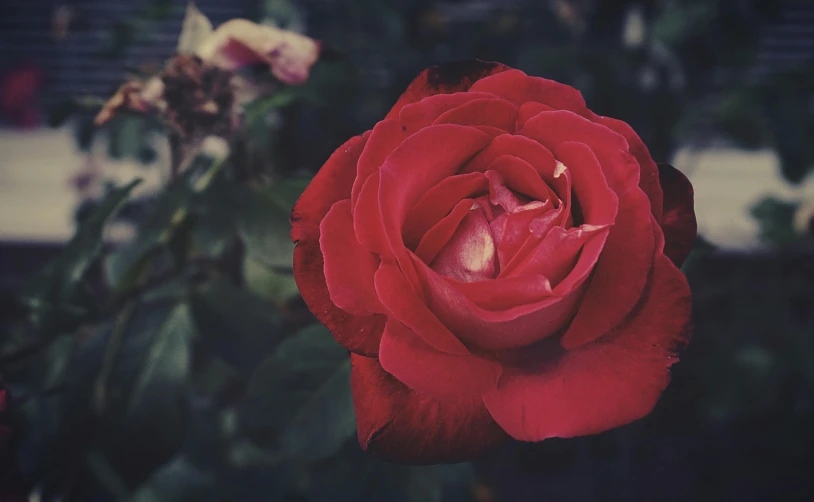 a red rose flower with greenery and white flowers