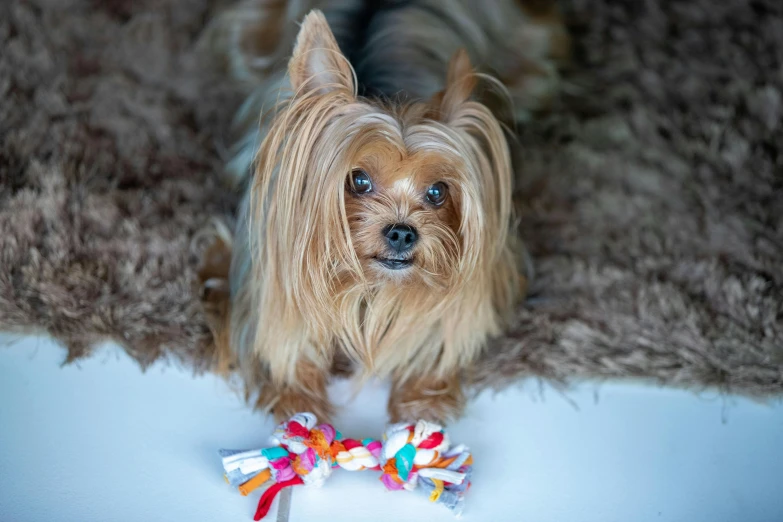 a close up of a small dog with a bow tie, by Emma Andijewska, pexels contest winner, colorful pigtail, toys, caramel, stringy