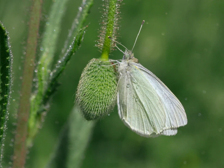 a white butterfly sitting on top of a green plant, next to a plant, moulting, willow plant, getty images