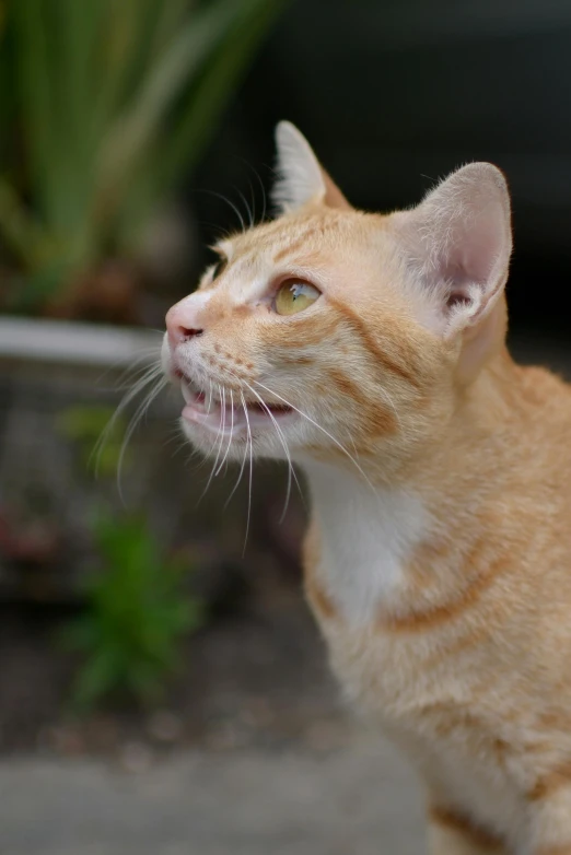 a close up of a cat near a potted plant, slightly open mouth, orange cat, looking at the sky, markings on his face