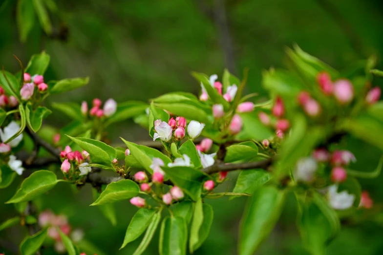 a bunch of pink and white flowers on a tree, by Lilia Alvarado, unsplash, hurufiyya, fruit and flowers, “ iron bark, vanilla, made of glazed