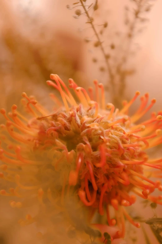a close up of a flower with a blurry background, a macro photograph, by Betty Churcher, romanticism, orange skin. intricate, explosion of flowers, pincushion lens effect, medium format. soft light