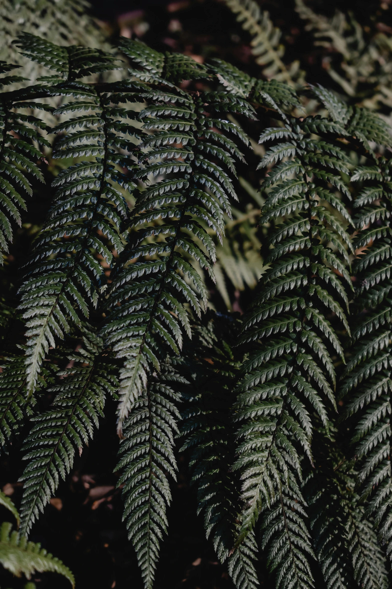 a close up of a fern plant in a forest, a screenshot, inspired by Elsa Bleda, black, new zealand, medium format, multiple stories