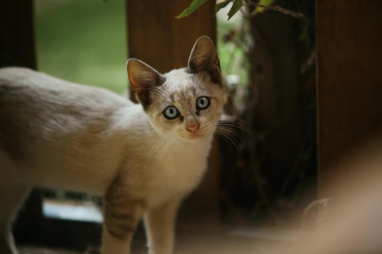 a cat that is standing in front of a window, on a wooden table