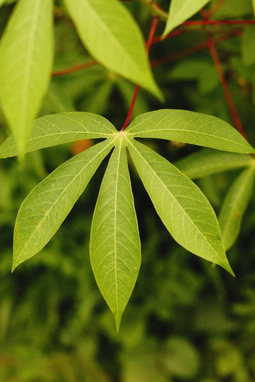 a close up of a leaf on a tree, encarpus, japanese maples, poison ivy, jasmine