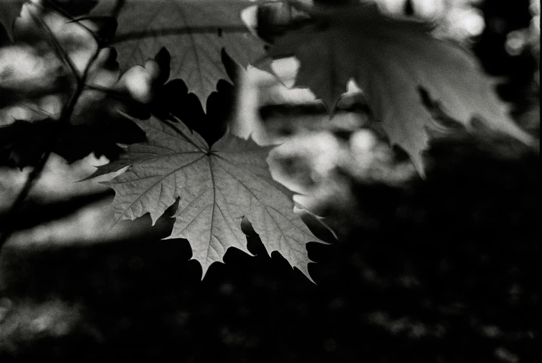 a black and white photo of a leaf, unsplash, maple trees with fall foliage, medium format. soft light, shot on hasselblad, alexey gurylev