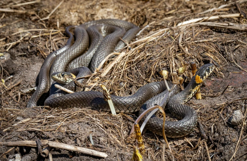 a close up of a snake on the ground, by Lee Loughridge, unsplash, land art, “ iron bark, adult pair of twins, nest of vipers, ignant