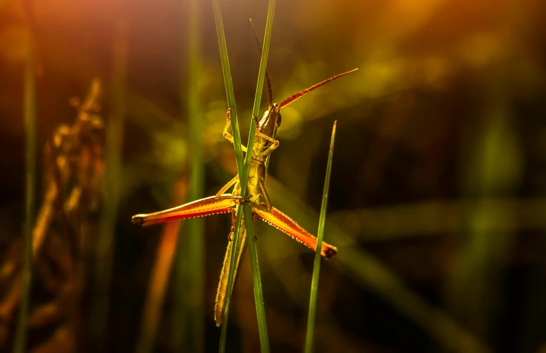 a grasshopper sitting on top of a blade of grass, pexels contest winner, art photography, warm golden backlit, mantis and swordfishes, high-angle, decoration