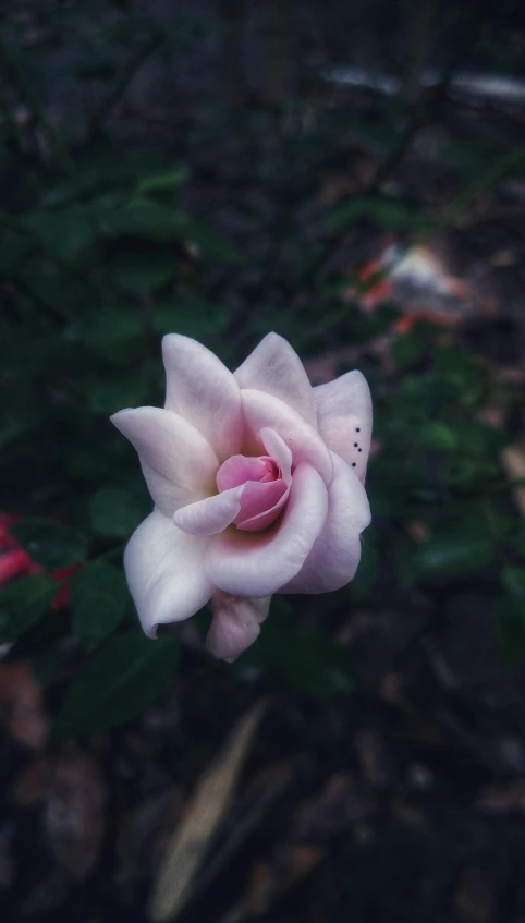 a pink rose blossom in the foreground of blurred foliage