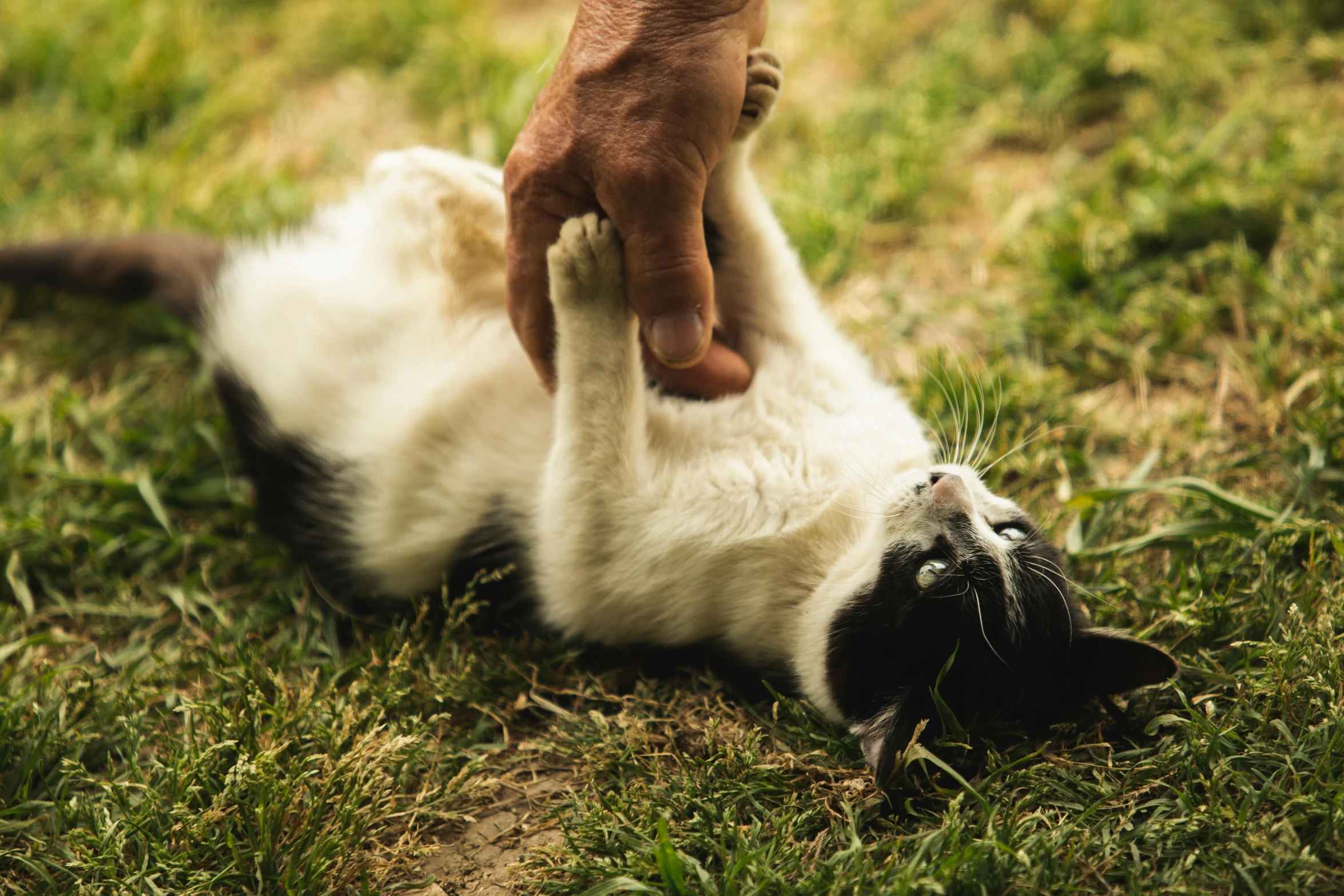 a person petting a black and white cat in the grass, unsplash, renaissance, arms stretched out, white male, thumbnail, lying down